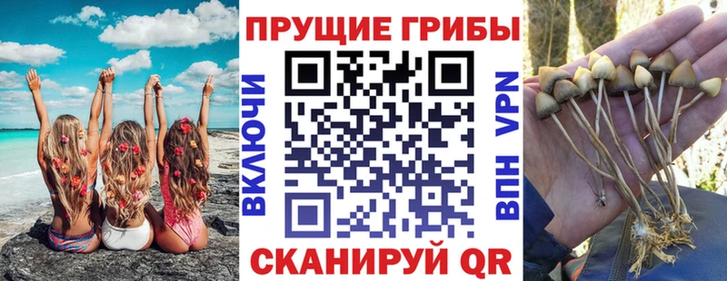 Галлюциногенные грибы ЛСД  сколько стоит  Шали 